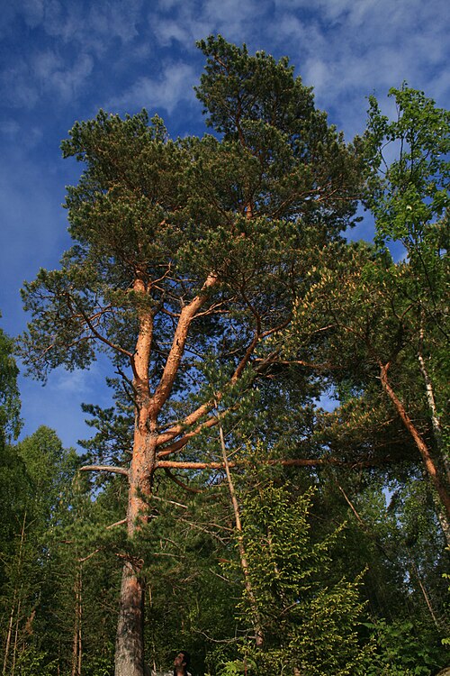 Scots pine
